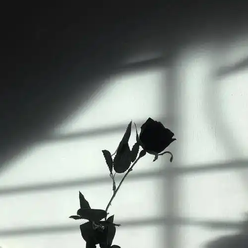 [背景/头像]纯字‖纯景‖文字朋友圈pyq背景图‖静景‖安静‖温柔