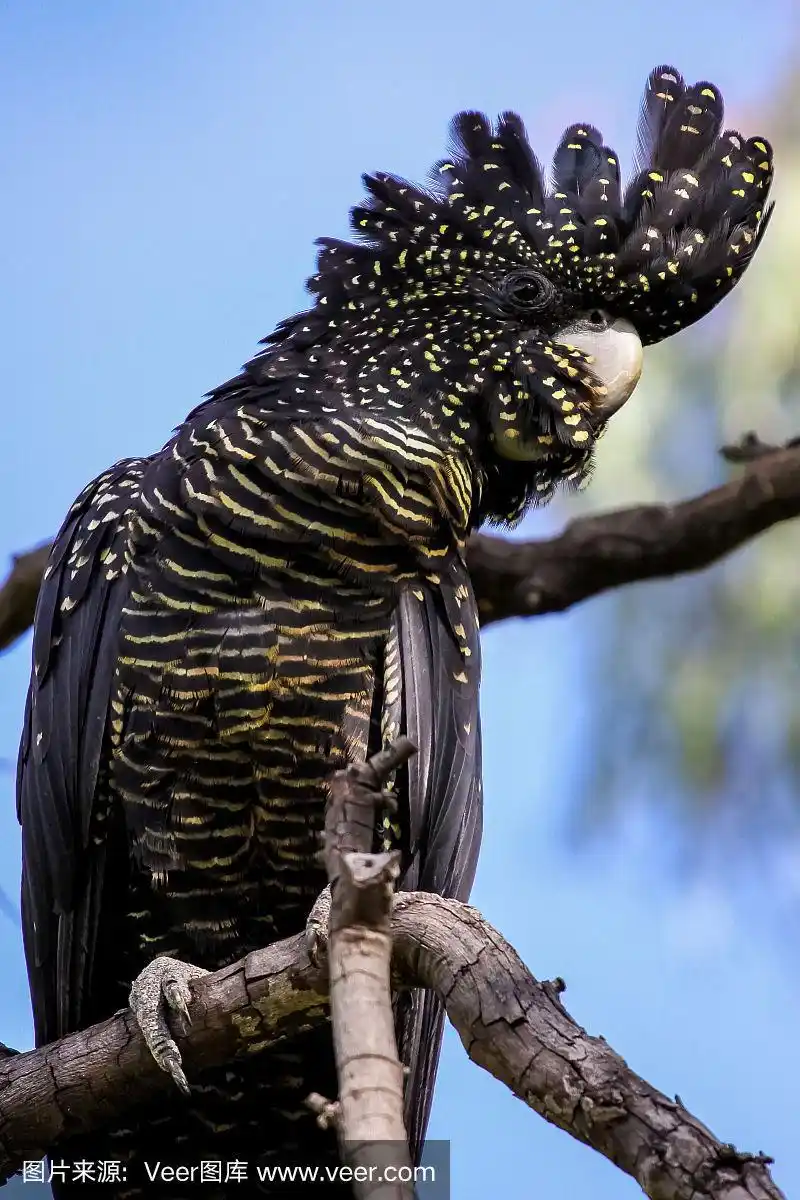 如果一只红尾黑凤头鹦鹉漂亮的羽冠栖息在树枝上,请靠近它
