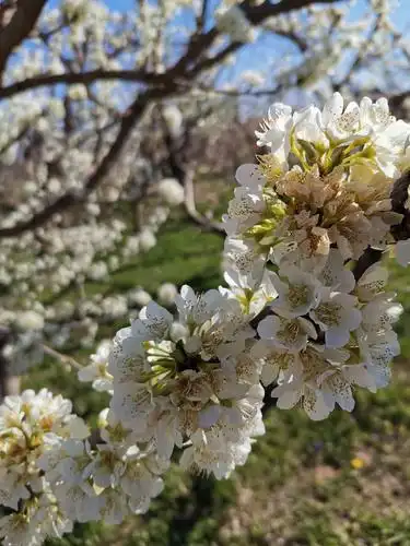 樱桃花,桃花,开了