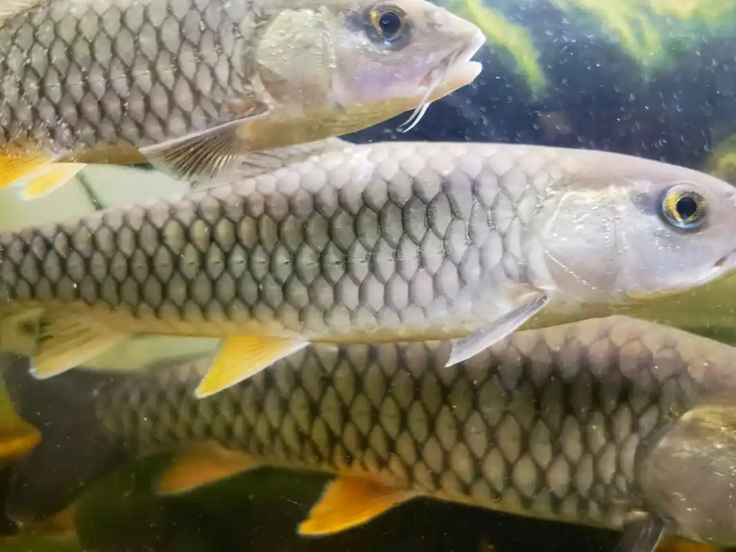 了解军鱼 军鱼我们称它为"溪流精灵";军鱼体表是