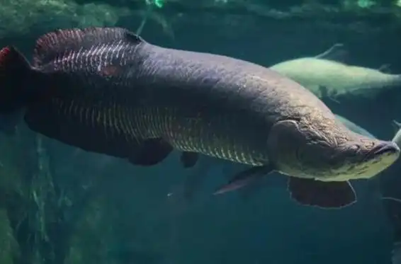 世界十大最凶猛的淡水鱼非洲虎鱼上榜第五有水中高压线之称3