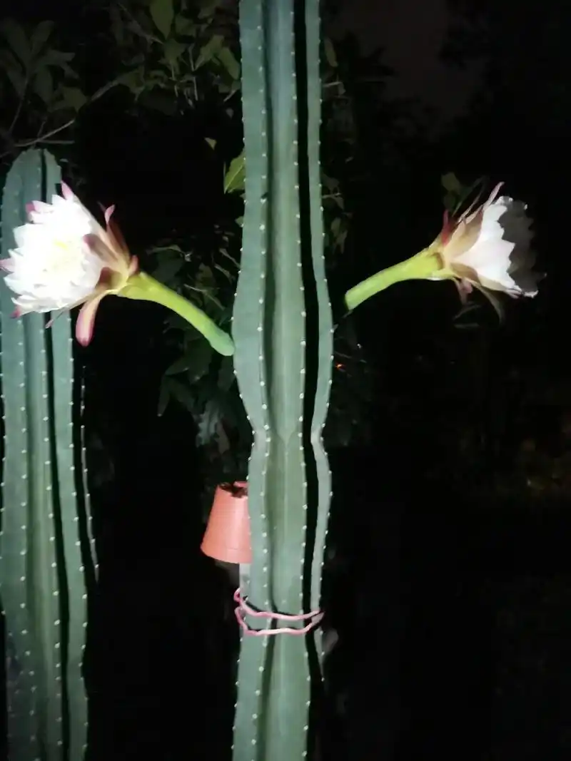 霸王花也叫昙花.他总是在晚上12:00开放,早上开始凋谢.白 - 抖音