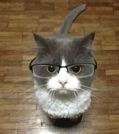 我是程序员喵(扶眼镜)