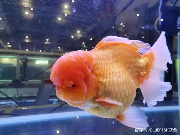 狮子头金鱼(蓝鱼水族)