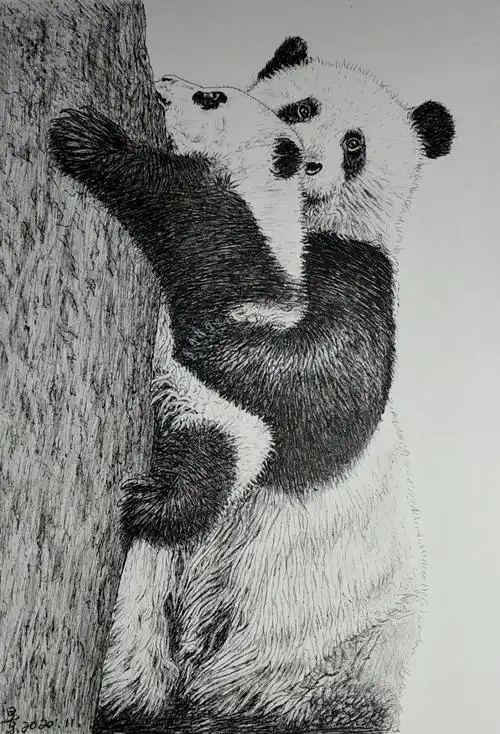 国宝大熊猫景建军的钢笔画作品欣赏