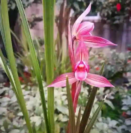 上等春剑兰花(最经典的春剑品种)_花伴网