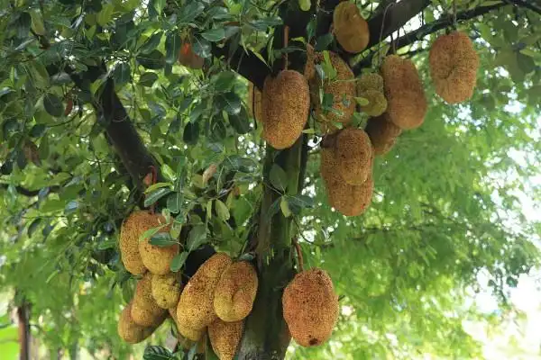 榴莲树是什么样子的