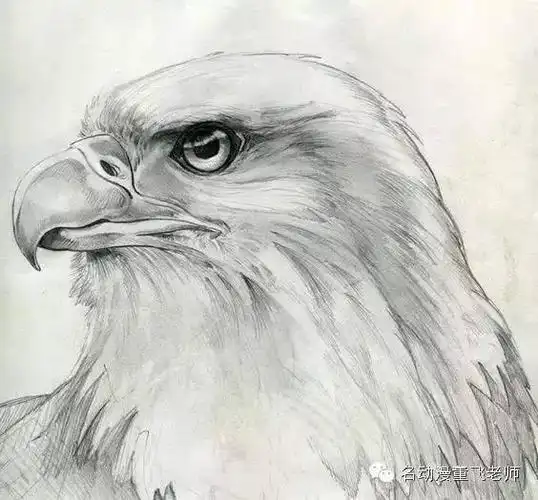 不一样的手绘,不一样的鹰