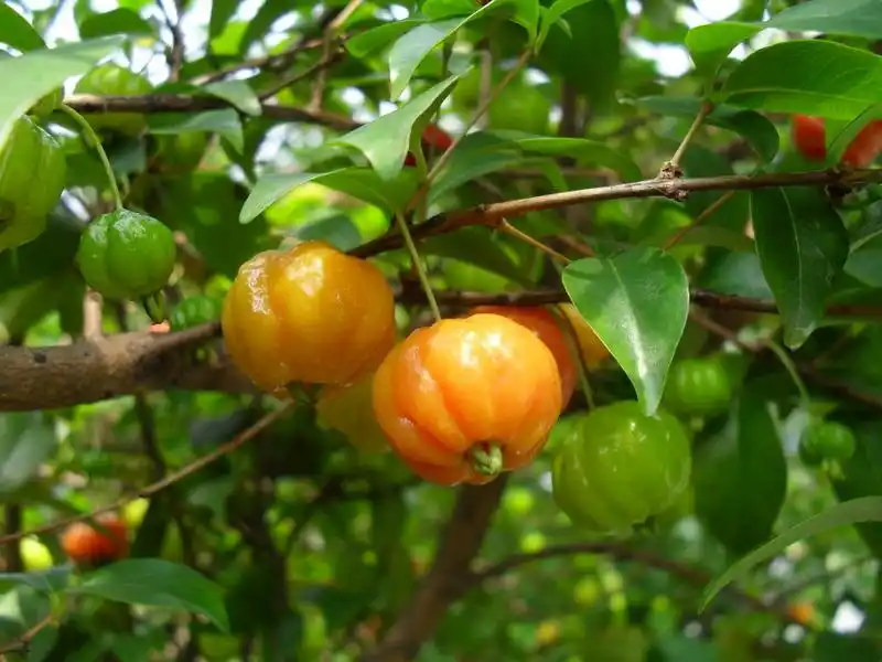 它既是水果也是药,比西红柿营养,却没几人知道,常吃还润肺止咳