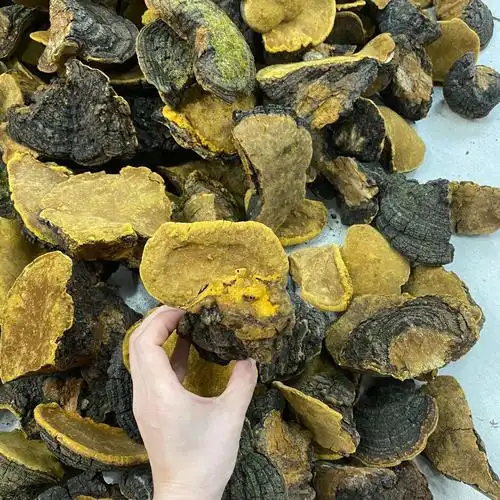 众珍元西藏桑黄金边桑树桑黄黄灵芝现有大货一件代发