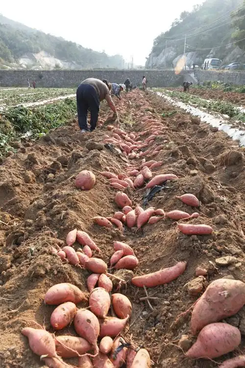 《镜界蓟州》盘山脚下瑞泰鑫红薯基地喜丰收