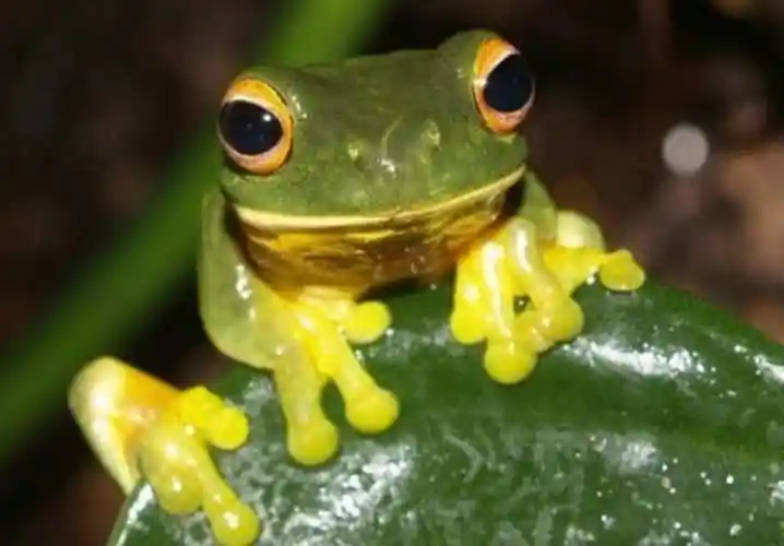 再者由于青蛙的皮肤一直裸露在外面,不能有效的防止体内的水分蒸发