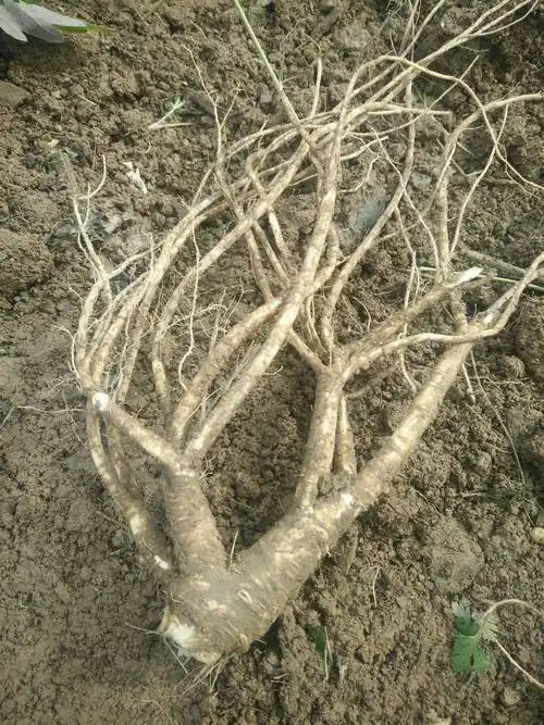 前胡鲜货,种植大户