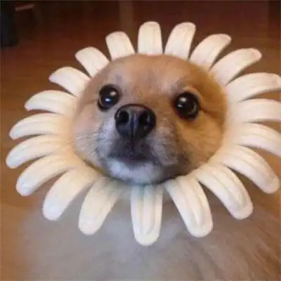 最新搞笑好看有趣的动物头像