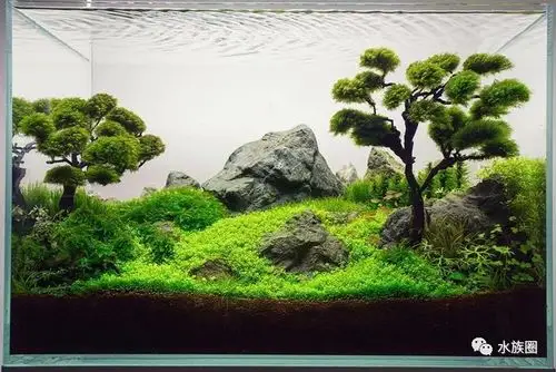 迷你矮珍珠草缸造景作品欣赏