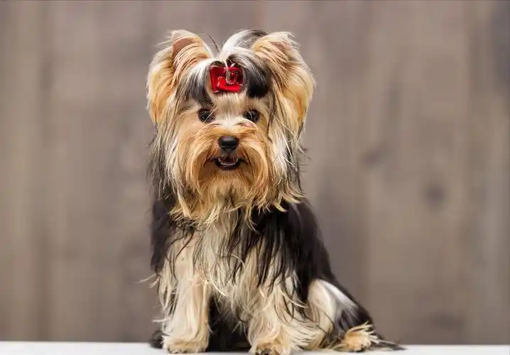 约克夏和蝴蝶犬差不多,都是毛发很长,需要用心护理的娇小狗狗.