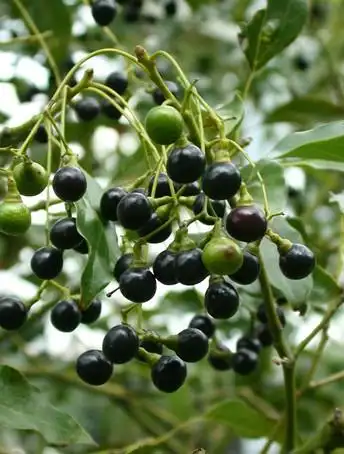 长树上时是这样的