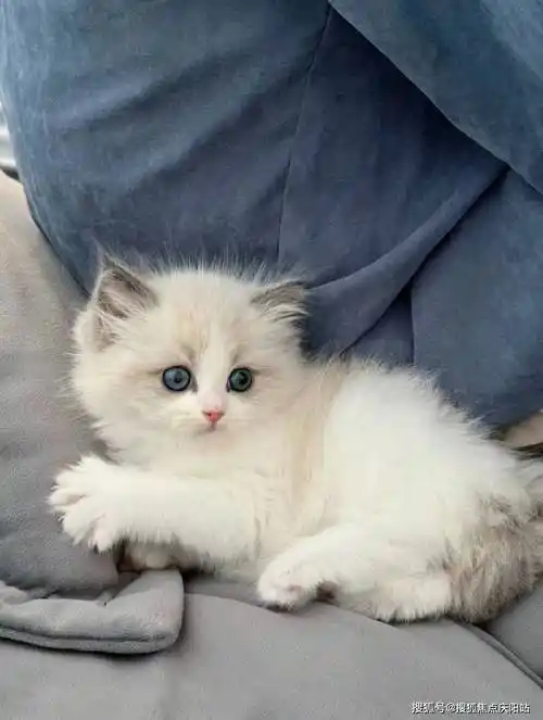 天津买布偶猫首页网站(天津红桥区)买布偶猫哪里比较安全