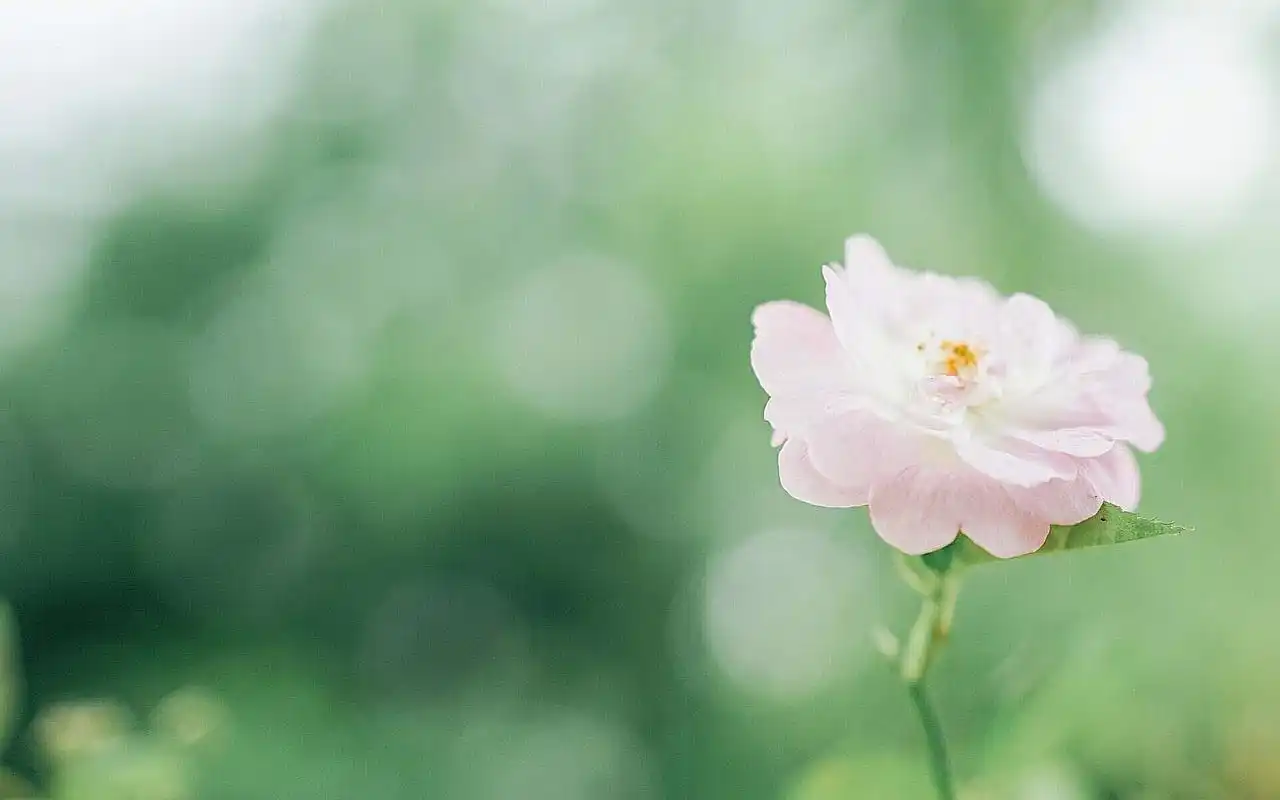 首页 桌面壁纸 绿色护眼唯美花卉植物高清图片壁纸上一张下一张查看