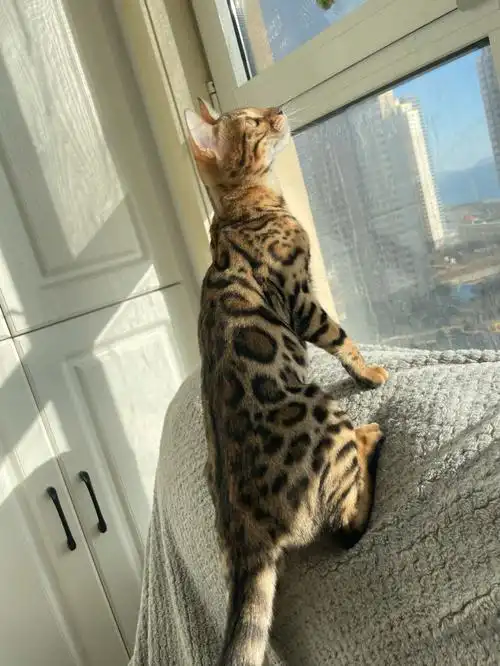 已售出孟加拉豹猫小母