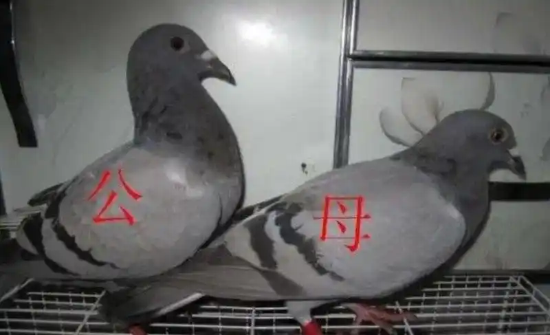 分辨鸽子公母的正确方式