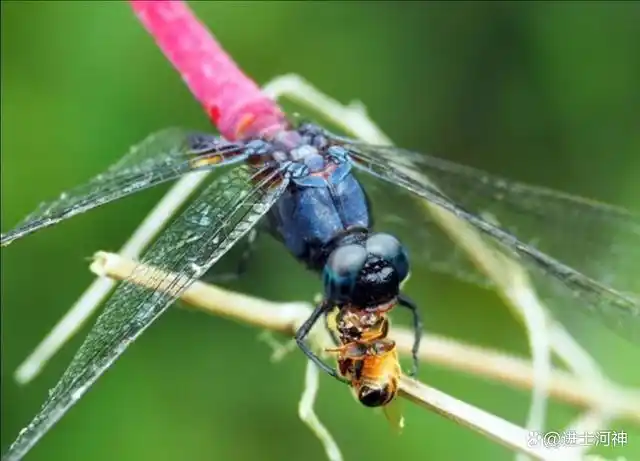 虫图欣赏:蝴蝶与蜻蜓