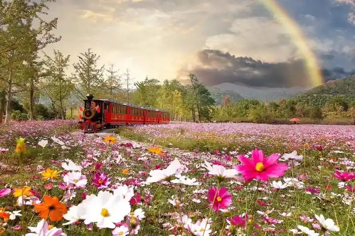 长兴八都岕景区千亩花海