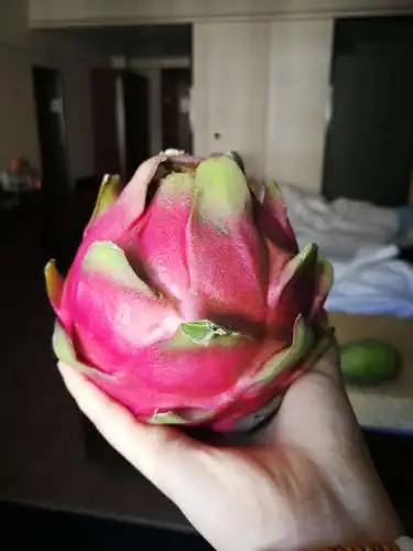 两斤多的超大红心火龙果