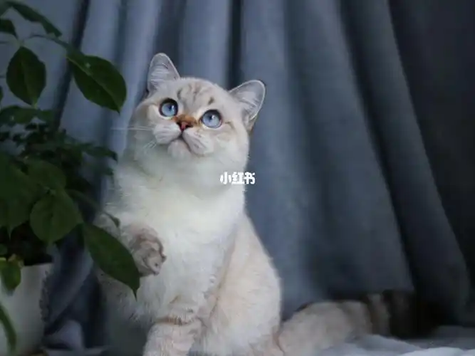 稀有的颜色-英短山猫纹金点