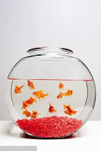 鱼缸里的小金鱼