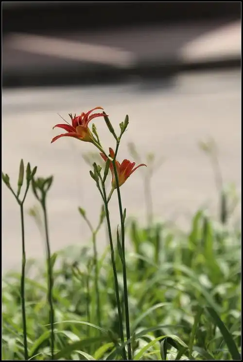 【【2017】大苞萱草-3】 第 16 幅查看大图曝光:1/500 sec光圈:f5.