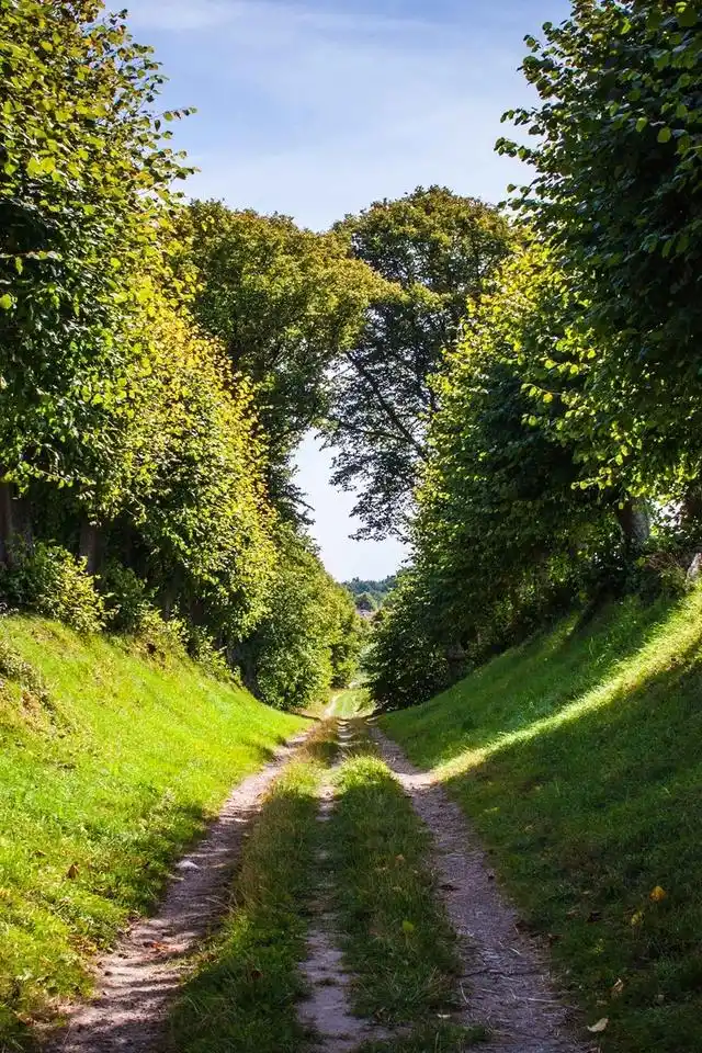 好看唯美意境森林图片高清手机壁纸下载