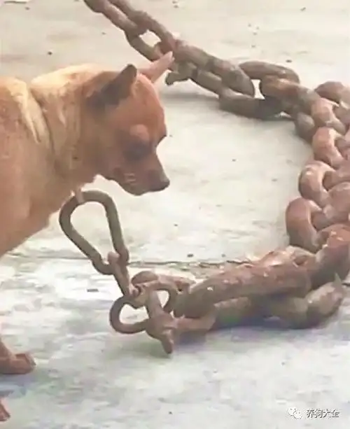 "这狗是干了啥了,这么被主人看得起,用这么个铁链子拴着.