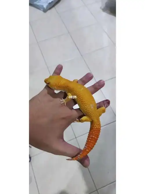 马来西亚阳光川普豹纹守宫