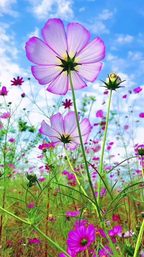 格桑花,清风扬动态壁纸_高清竖屏视频下载-火萤壁纸