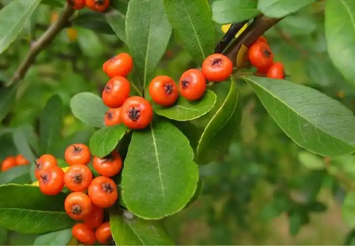 火棘的叶子是什么形状的