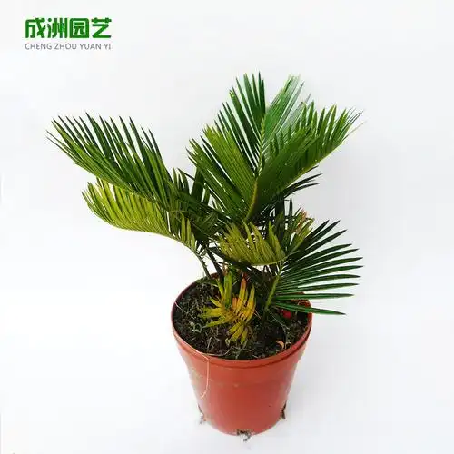 成洲园艺 铁树苗盆栽盆景小苏铁室内外绿植净化空气