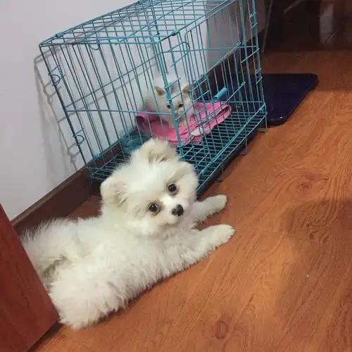 五个月小博美得了皮肤病求助有经验的狗爸狗妈