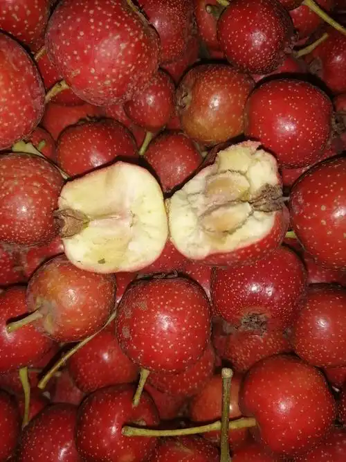 山楂源食品有限公司,本公司现有品种大棉球山楂,大无.