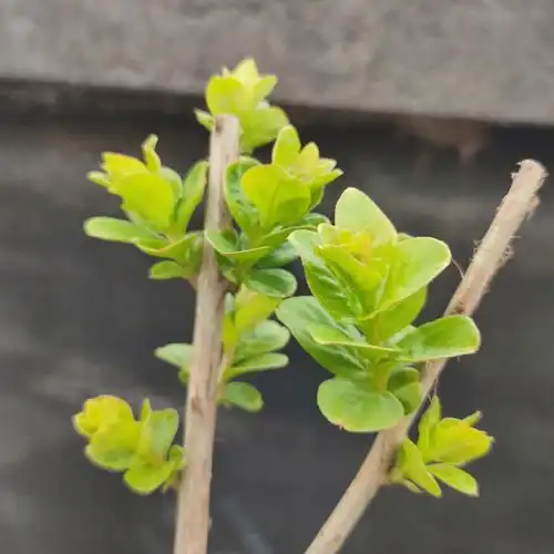 长新叶的紫薇花