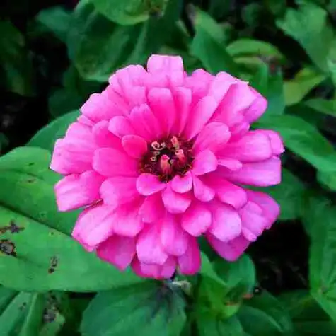 中年女性微信头像图片(吉祥) 女人好运平安吉利头像(2)