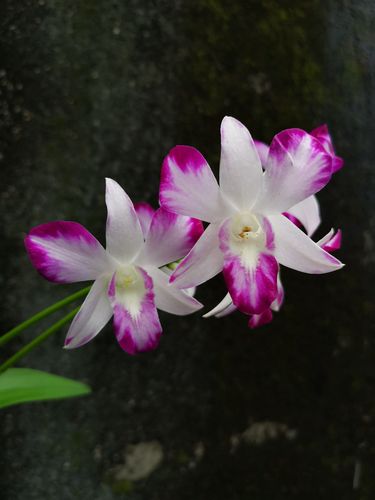 番茄雅韵densonia梦娇泼墨石斛兰花洋兰时令草本花卉