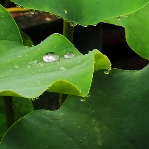 现在夏荷拍摄正当时 但在欣赏美丽的荷花 在夏雨中那精荧透亮的露珠