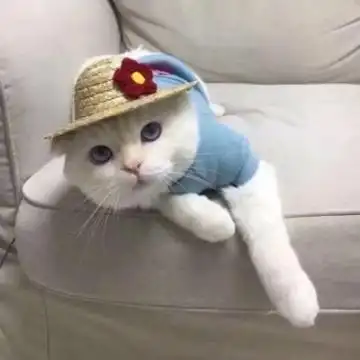 猫咪情侣头像一人一张配对可爱呆萌猫咪情侣头像2020