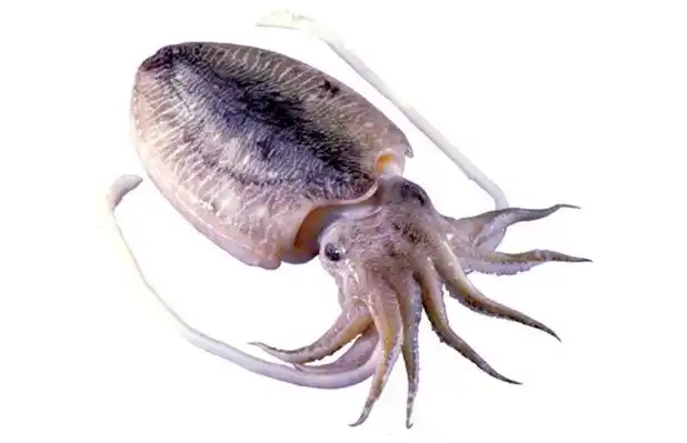 墨鱼的人工养殖方法