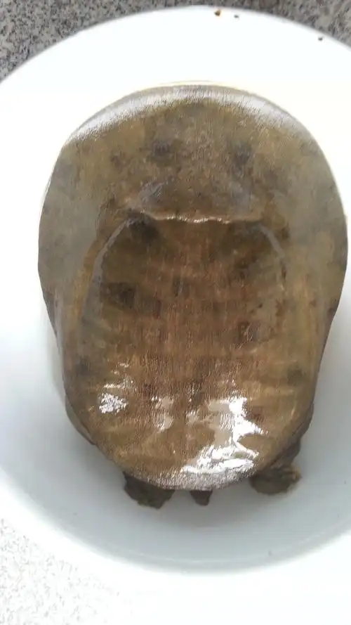 出精品野生公甲鱼6.4斤一只