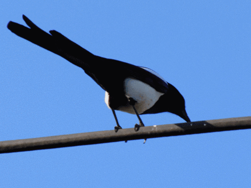 青青小草探出了头,鲜花迎风盛放,燕子掠过蔚蓝长空,泉水叮咚轻吟