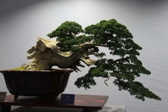 2020(临沂)中国尊·中国盆景收藏家藏品国家大展开幕