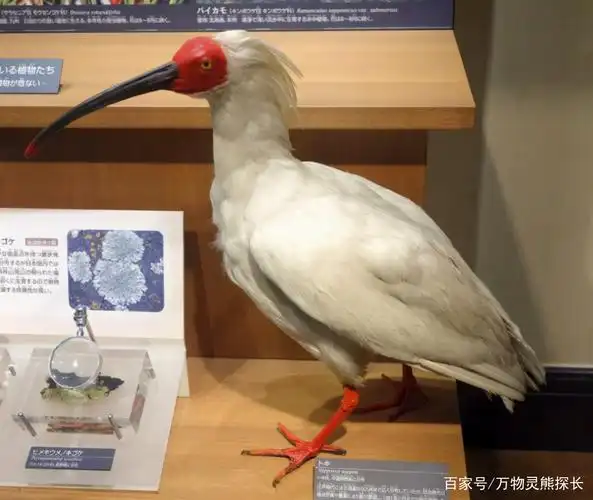 日本博物馆展出的朱鹮标本