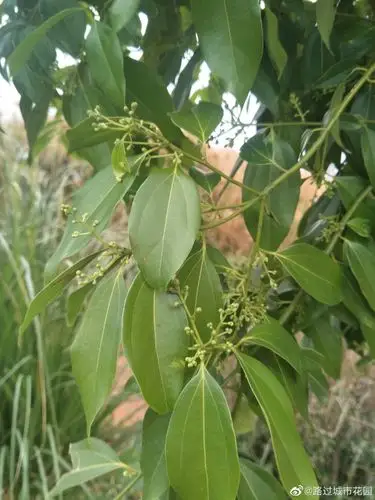 来自路过城市花园 - 微博